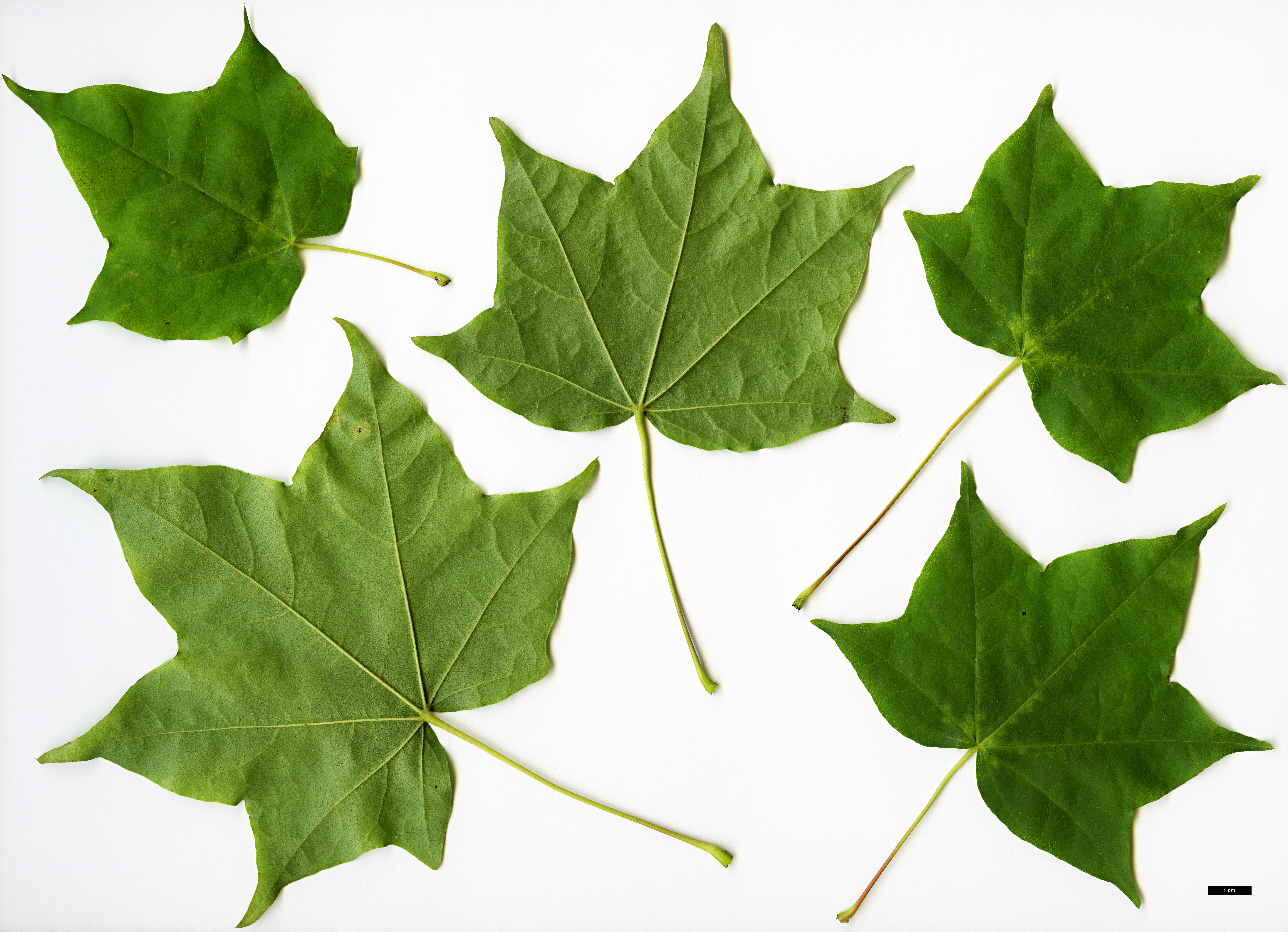 High resolution image: Family: Sapindaceae - Genus: Acer - Taxon: pictum - SpeciesSub: subsp. ambigum High resolution image: Family: Sapindaceae - Genus: Acer - Taxon: pictum - SpeciesSub: subsp. ambigum